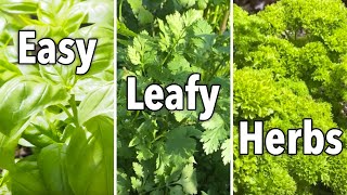 Easy Herbs for Beginners – Basil Cilantro amp Parsley [upl. by Hairim]