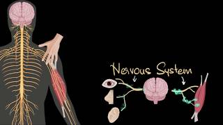 Nervous system central amp peripheral  Control amp Coordination  Biology  Khan Academy [upl. by Pagas995]