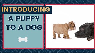 Introducing A Puppy To A Dog  Best Tips For A Positive Introduction [upl. by Idnor]