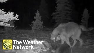 Awesome footage of wolverine and wolf fighting over dinner in National Park [upl. by Bernadene]