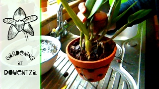 Repotting A Cattleya The Traditional Way  tips amp tricks [upl. by Williams]