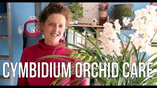 Cymbidium Orchid Care [upl. by Lucienne]