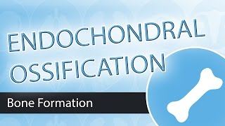 Endochondral Ossification [upl. by Mitzie]