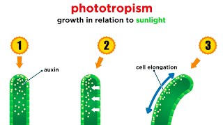 Mechanisms of Plant Growth [upl. by Heintz]