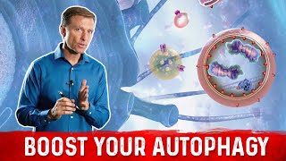 12 Ways to Trigger Autophagy [upl. by Arraik933]