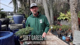 Facts About Soft Caress Mahonia [upl. by Adnahsar493]