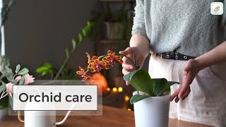 Orchid Care Guide Repotting and Watering Indoors [upl. by Terhune]