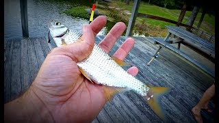 Fishing with LIVE Bait Golden Shiners [upl. by Ettesel270]