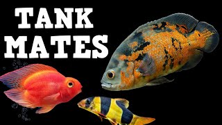 TOP 10 Tank Mates For Oscar Fish [upl. by Auerbach]