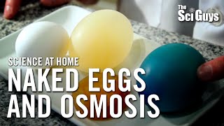 The Sci Guys Science at Home  SE1  EP14 The Naked Egg and Osmosis [upl. by Germann746]