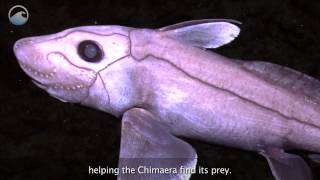 Creatures of the Deep Chimaera [upl. by Savior]