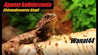 Chlamydosaurus kingii Agama kołnierzasta  Wanat44 [upl. by Aimik503]