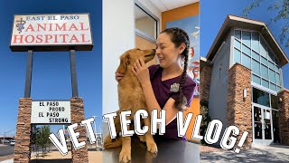 COME TO WORK WITH ME  Day In The Life of a Vet Tech  Vet Tech Vlog [upl. by Ahtar]