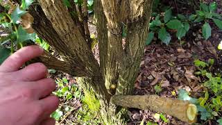 Pruning Mahonia [upl. by Sascha]