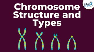 Genetics  Chromosome Structure and Types  Lesson 18  Dont Memorise [upl. by Amikahs452]