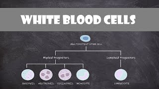 Types of White Blood Cells Leukocytes  Cell Biology [upl. by Downes]