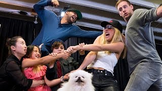 Whose Dog Is It  Lele Pons [upl. by Koal]