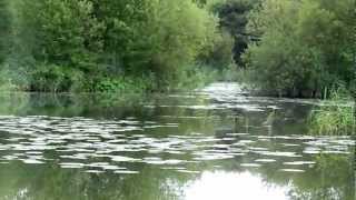 Fishing at Burshill A Pond Hull amp District Angling Association [upl. by Nojad681]