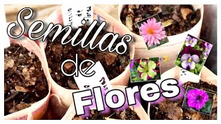 GERMINANDO SEMILLAS DE FLORES 🌼🍃🌸 Probando método   Principiantes [upl. by Ekyt]