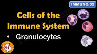 Cells of the Immune System PART I  GRANULOCYTES FLImmuno02 [upl. by Drugi]