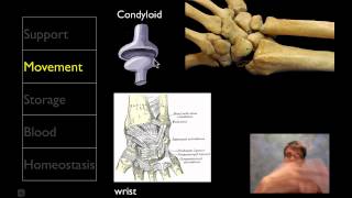 The Skeletal System [upl. by Ahtnamys304]