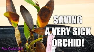 Saving a rotting Orchid  Cattleya with transport damage [upl. by Aihsenek]