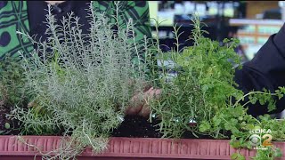 How To Grow A Windowsill Herb Garden [upl. by Nidnal]