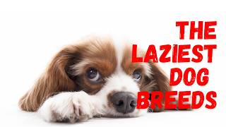 The LAZIEST Dog Breeds on the Planet [upl. by Reine998]