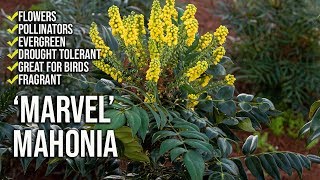 ‘Marvel’ Mahonia Update  Fragrant Flowers  Shade Loving [upl. by Atteuqahc]