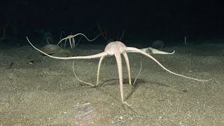 Brittle Stars  Fascinating facts about the unusual echinoderm that flees from light [upl. by Graaf222]