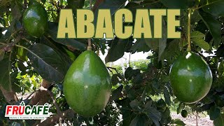 ABACATE  Cultivares Grupo Floral e Época de Maturação [upl. by Yboj]