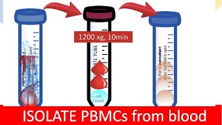 🩸 ISOLATING PBMC  Peripheral Blood Mononuclear Cells [upl. by Michelle150]