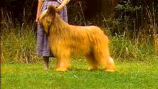 Briard  AKC Dog Breed Series [upl. by Teferi888]