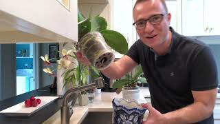 Moth Orchids How to Water Orchids Indoors [upl. by Tybalt]