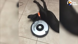 Laziest Dog vs Roomba  The Dodo [upl. by Wallace99]