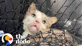 Woman Moves Feral Cat Into Her Bathroom  The Dodo Faith  Restored [upl. by Paderna]