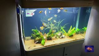 Boyu aquarium 250l review Аквариум Boyu 250л обзор [upl. by Carilyn]