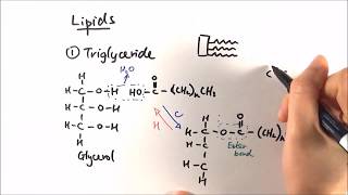 AS Biology  Triglycerides OCR A Chapter 35 [upl. by Attela]