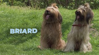 Briard Dog Breed Information 101 [upl. by Wayne]