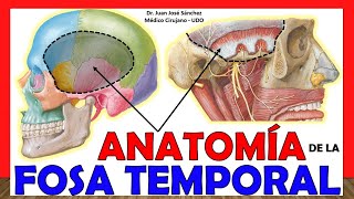 🥇 ANATOMÍA DE LA FOSA TEMPORAL ¡Explicación Sencilla [upl. by Lohcin442]