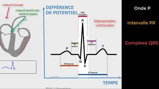 Cardiologie  Décryptage de lECG  tout sur londe PQRST [upl. by Nesline489]