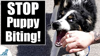 Your Complete Guide To STOP Puppy Biting [upl. by Nossyla]