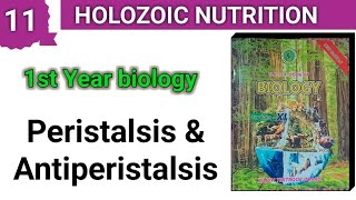 Peristalsis and Antiperistalsis  Holozoic Nutrition  class 11 bio [upl. by Ellenahc]