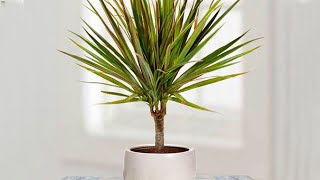 How to propagate DRACAENA MARGINATA from cuttings  DRAGON TREE care [upl. by Elum]