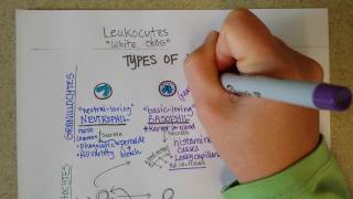 White Blood Cells  Granulocytes amp Lymphocytes  Part 1 [upl. by Packton]