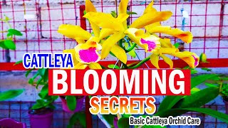 SECRETS on BLOOMING CATTLEYA  Cattleya Orchid Care [upl. by Henderson]