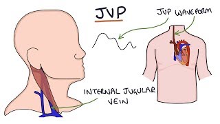 Understanding Jugular Venous Pressure JVP [upl. by Sailesh751]