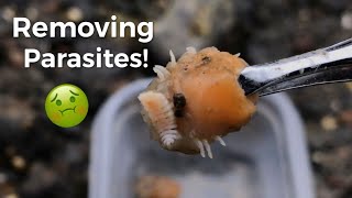 Removing Blood Sucking Parasites From Shrimp [upl. by Folly]