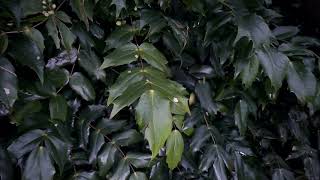 Pruning Mahonia  Burncoose Nurseries [upl. by Netsirt869]