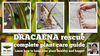 How I saved a Dracaena Marginata  plant care tips [upl. by Shipley649]